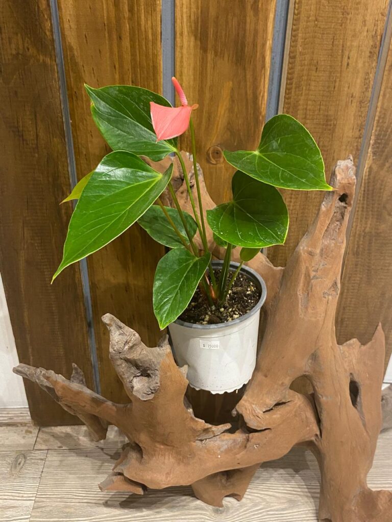 Anthurium Andreanum