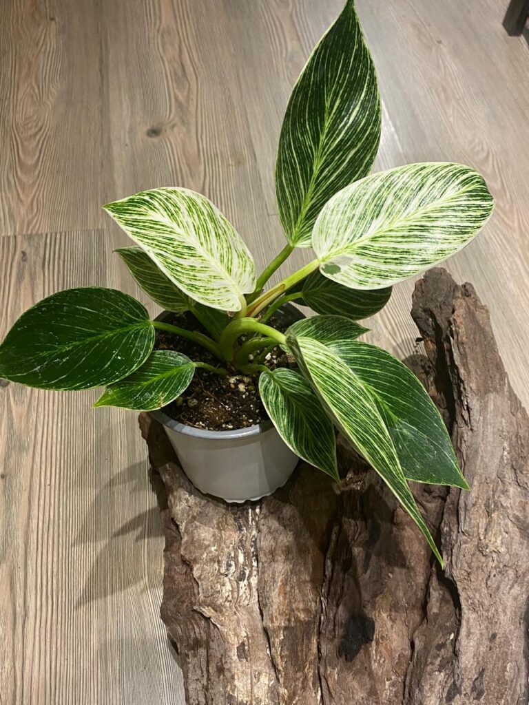 Calathea Ornata