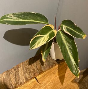 Calathea Stromanthe Triedar