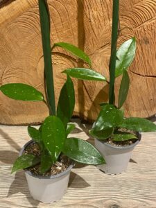 Hoya Carnosa Verde