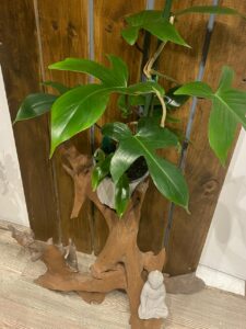 Philodendron Florida
