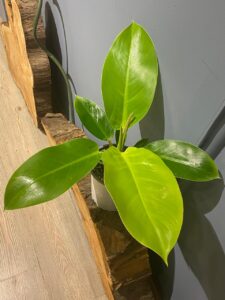 Philodendron Imperial Golden