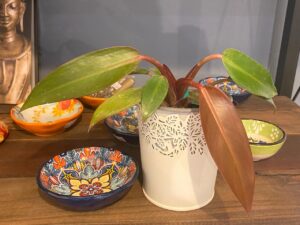 Philodendron Sun Red
