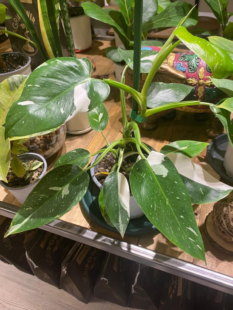 Philodendron White Wizard