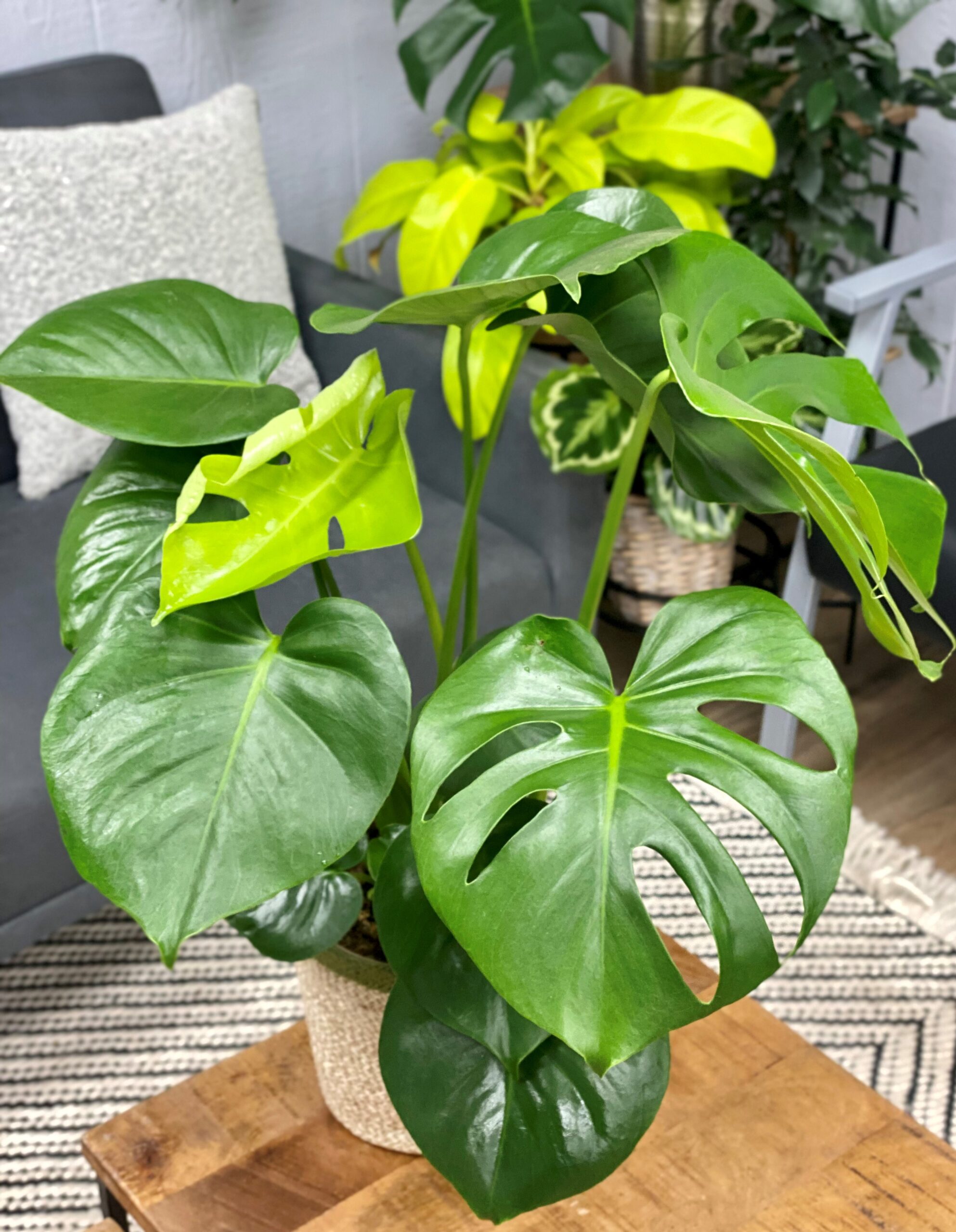 monstera_delicisoa_monster_mash_swiss_cheese_vine_tag
